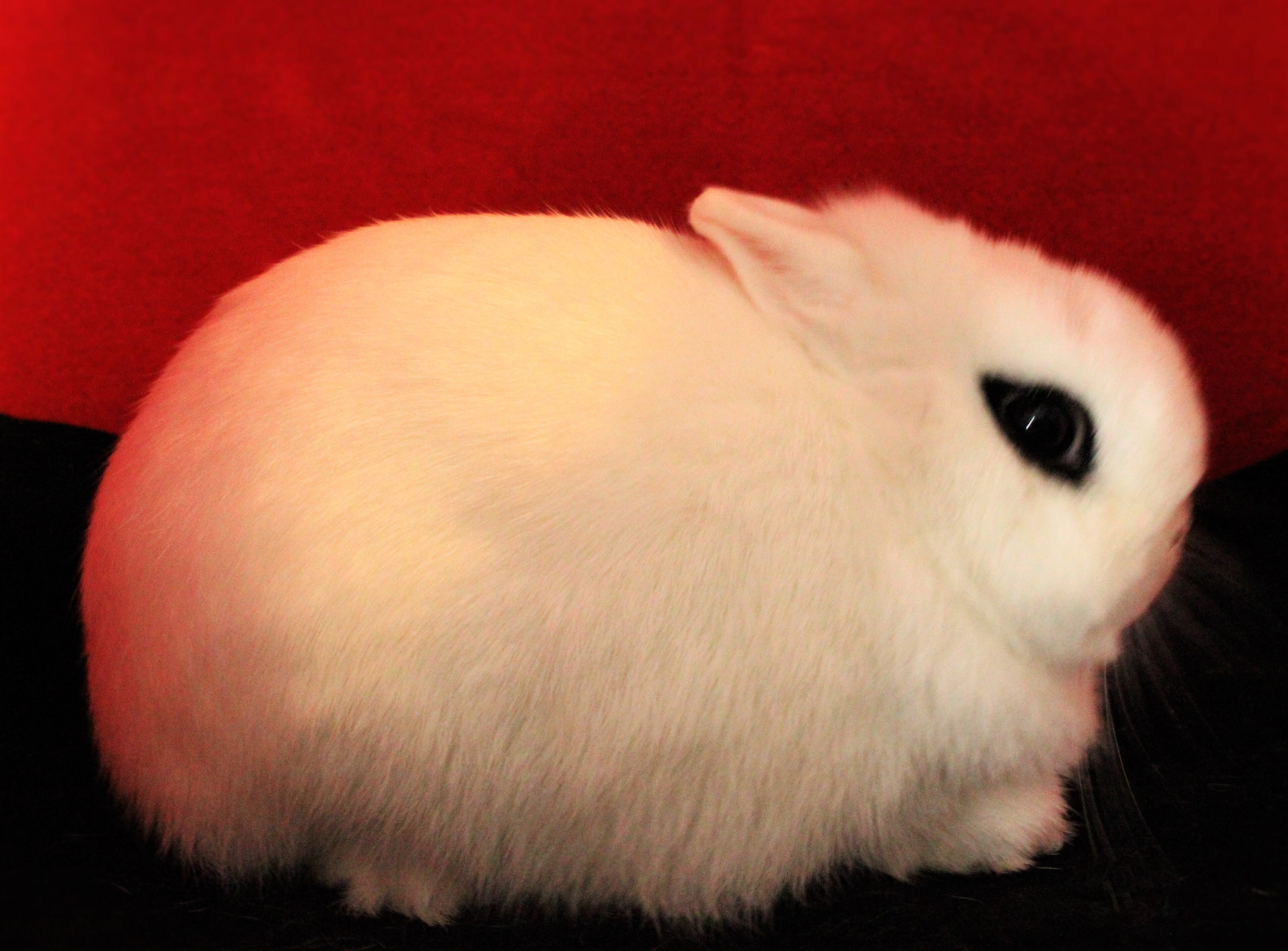 Dwarf Hotot on Breed Ledger