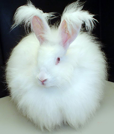 English Angora on Breed Ledger