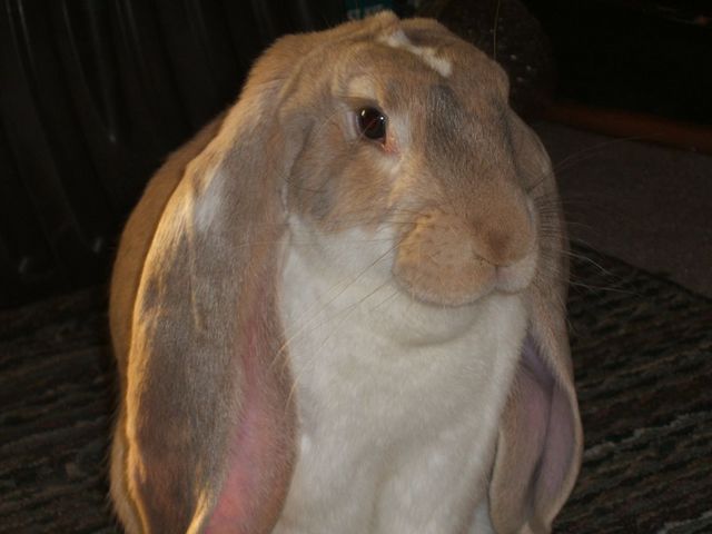 English Lop on Breed Ledger