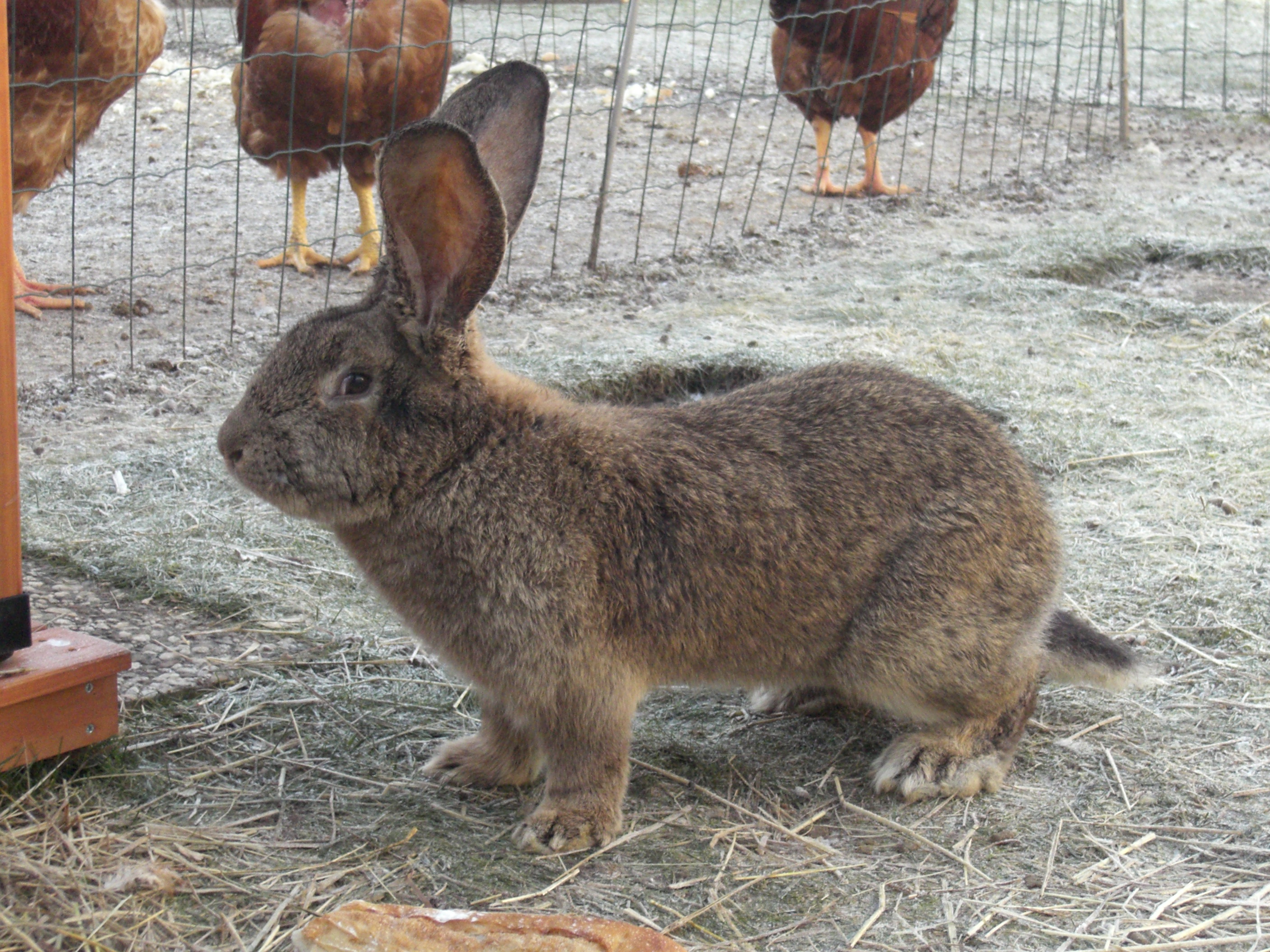 Flemish Giant on Breed Ledger