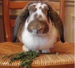 French Lop on Breed Ledger