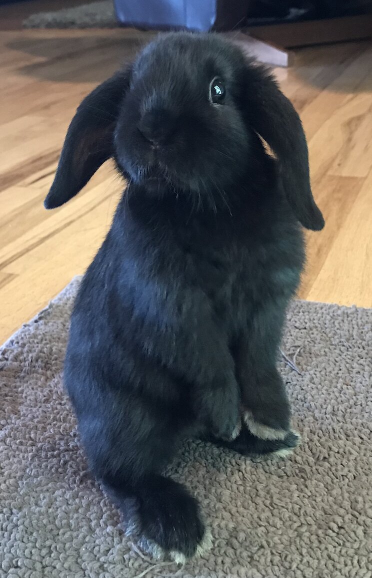Holland Lop on Breed Ledger