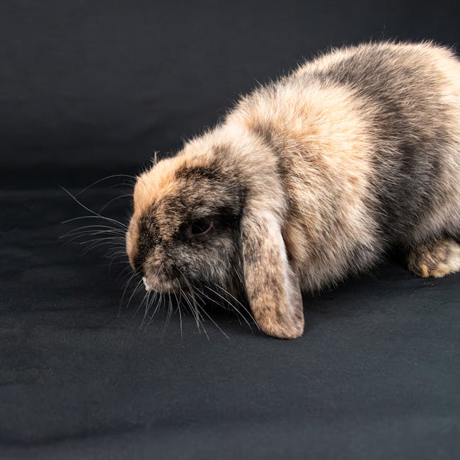 Mini Lop on Breed Ledger