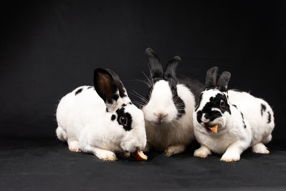 Mini Rex on Breed Ledger