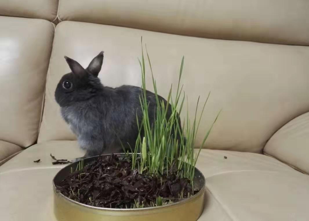 Netherland Dwarf on Breed Ledger