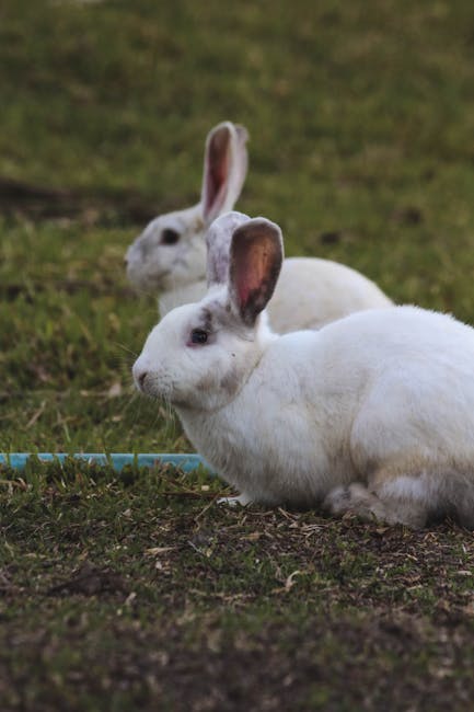 Rabbit on Breed Ledger