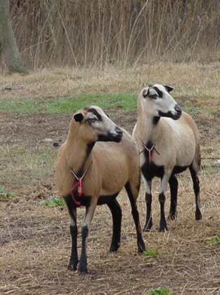 Barbados Blackbelly on Breed Ledger