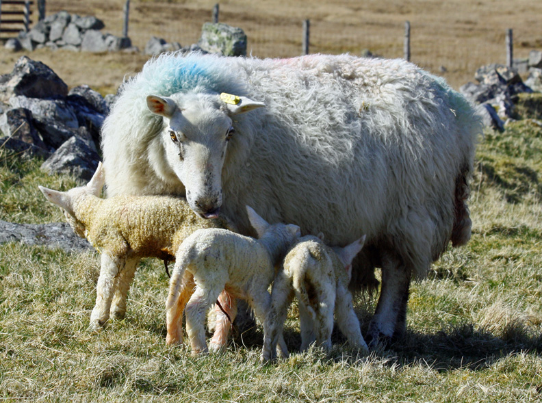 Cheviot on Breed Ledger