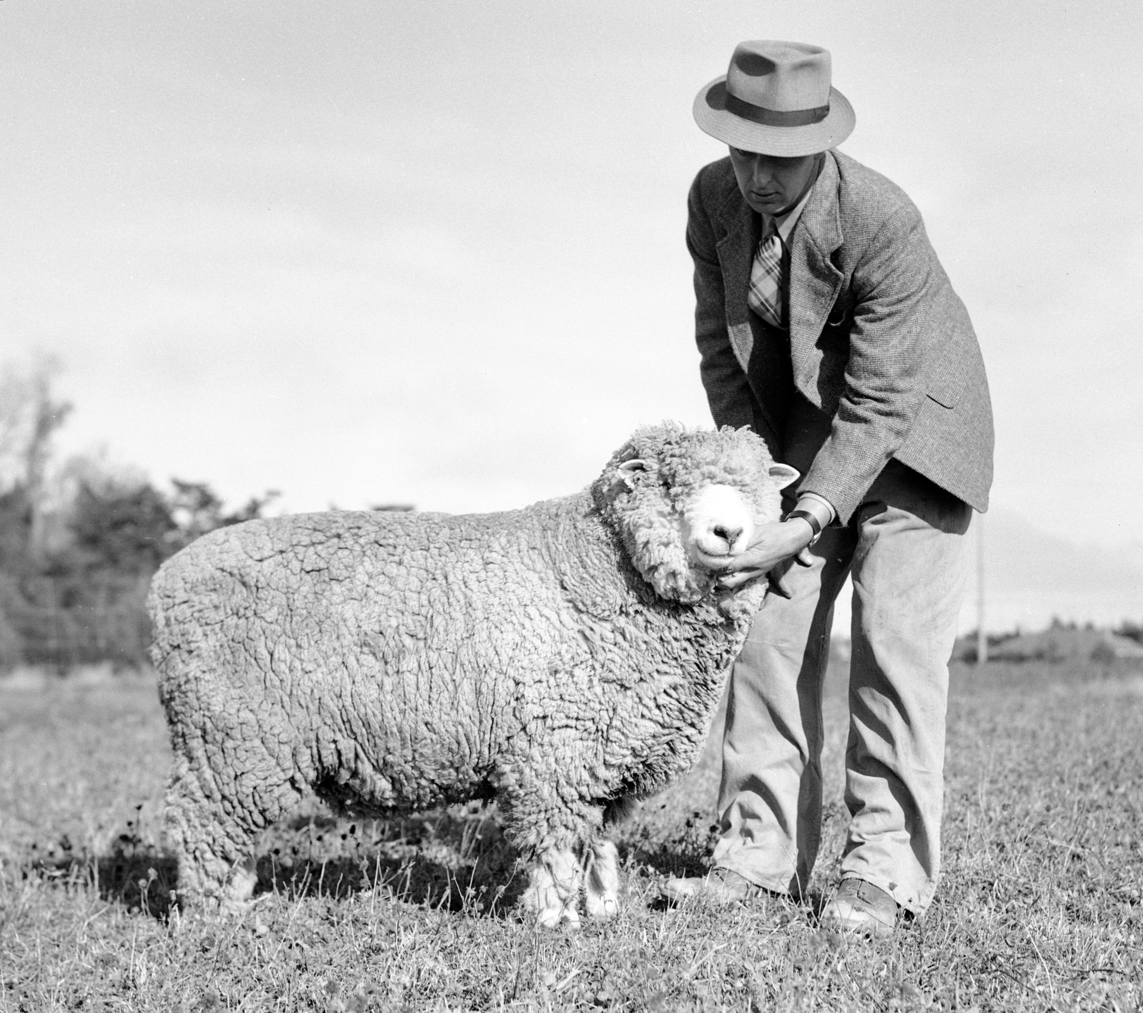 Corriedale on Breed Ledger