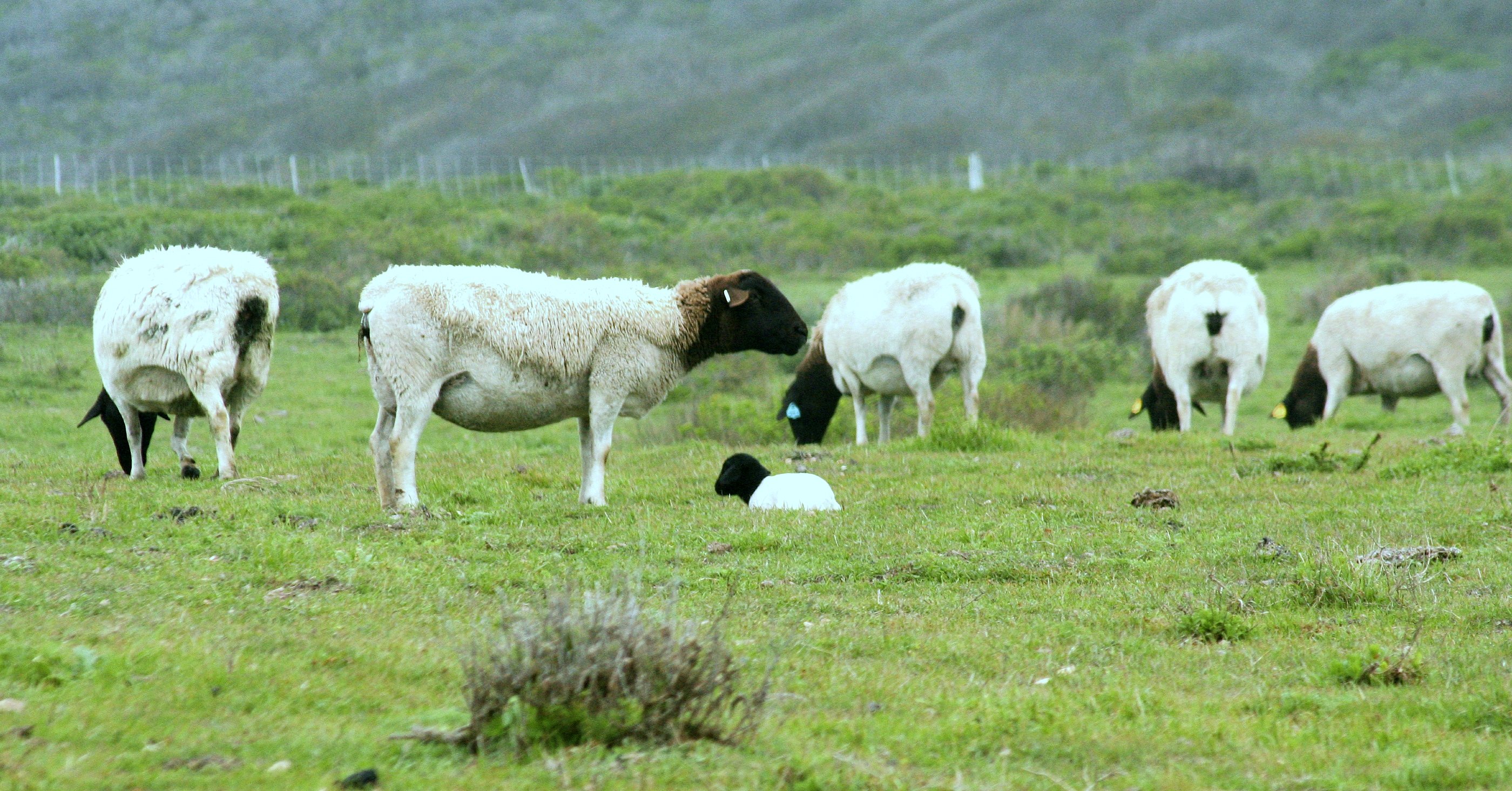Dorper on Breed Ledger