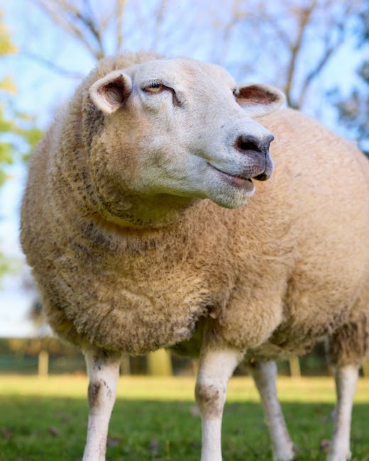 Dorset on Breed Ledger