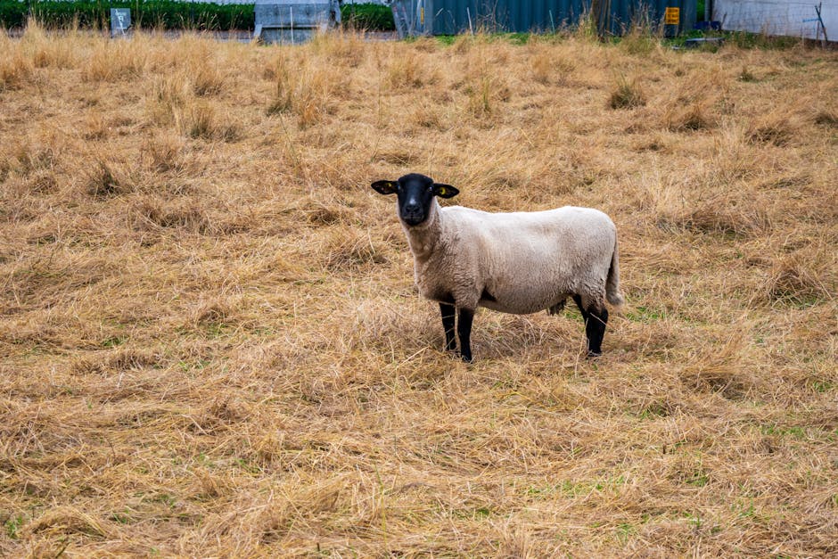Hampshire on Breed Ledger