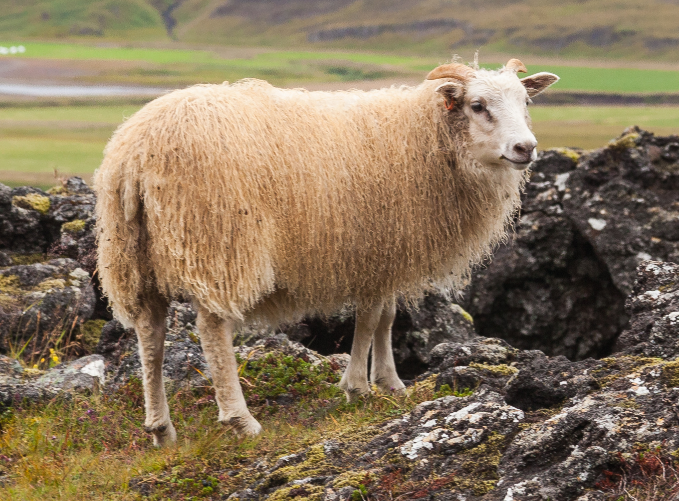 Icelandic on Breed Ledger