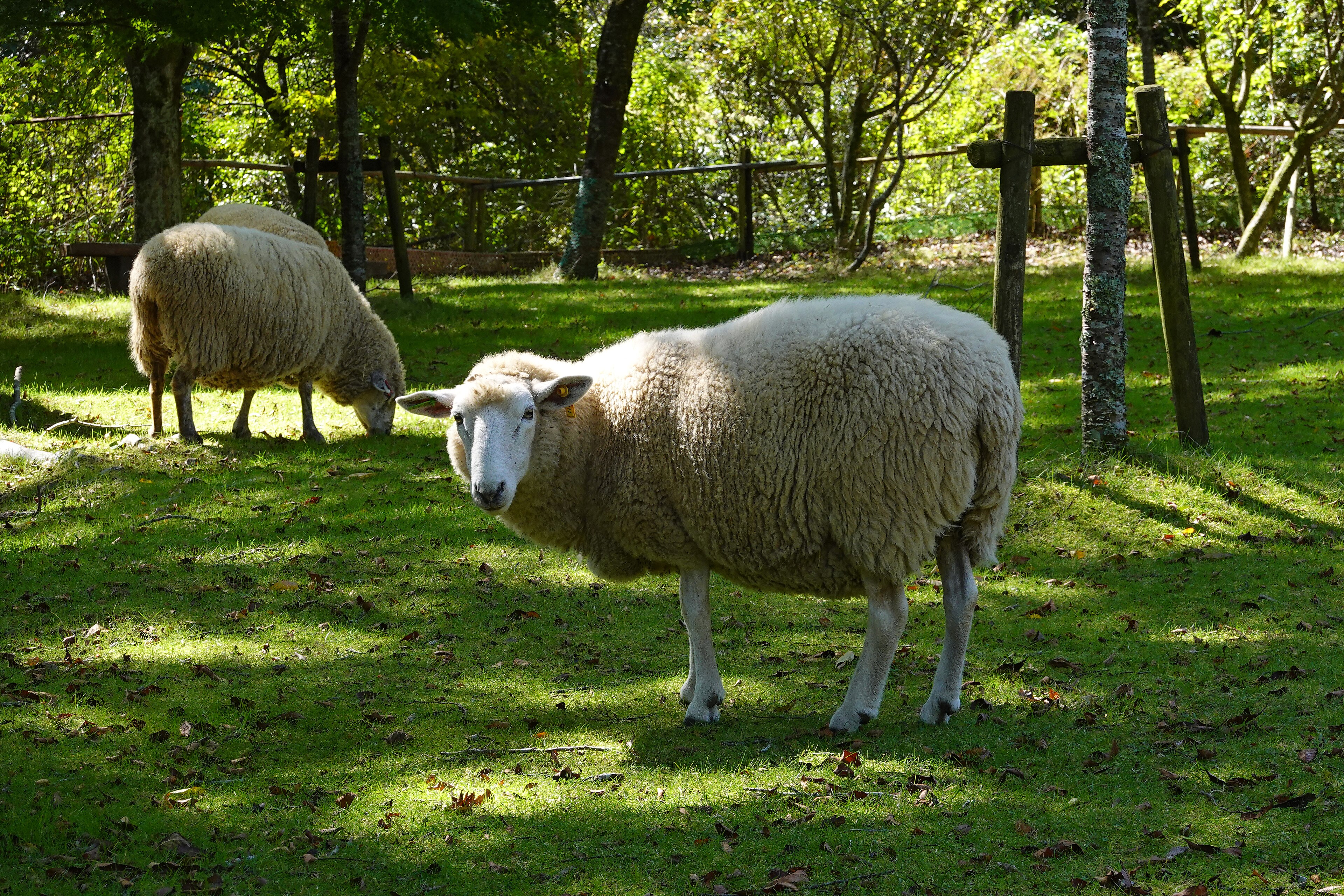 Merino on Breed Ledger