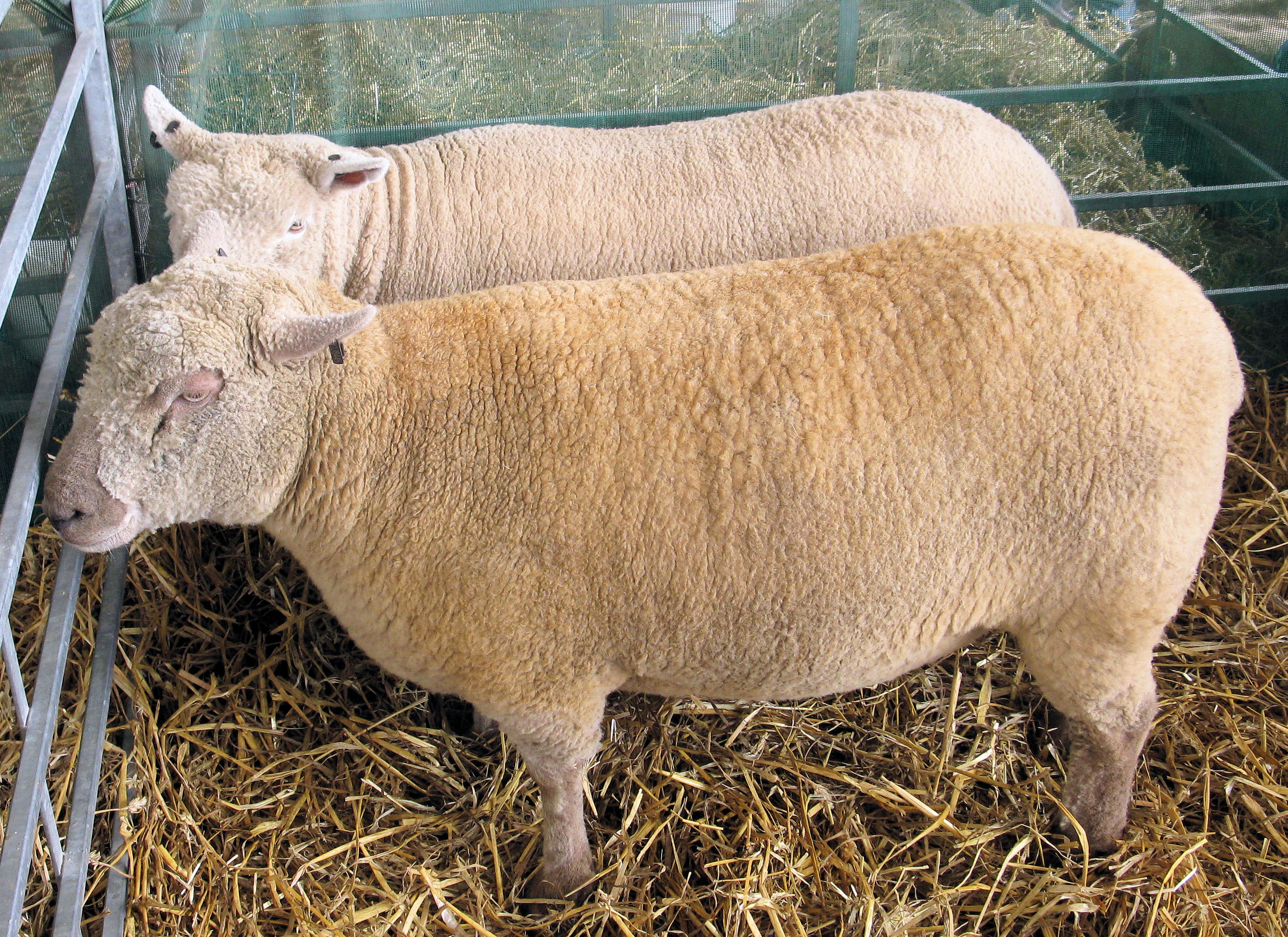 Southdown on Breed Ledger