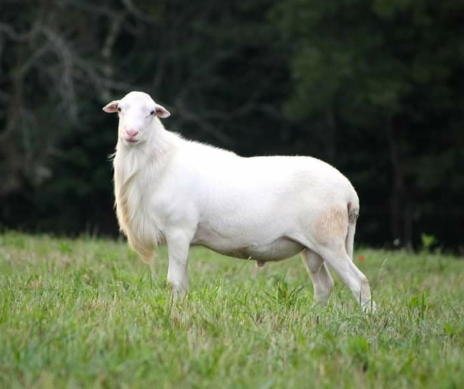 St. Croix on Breed Ledger