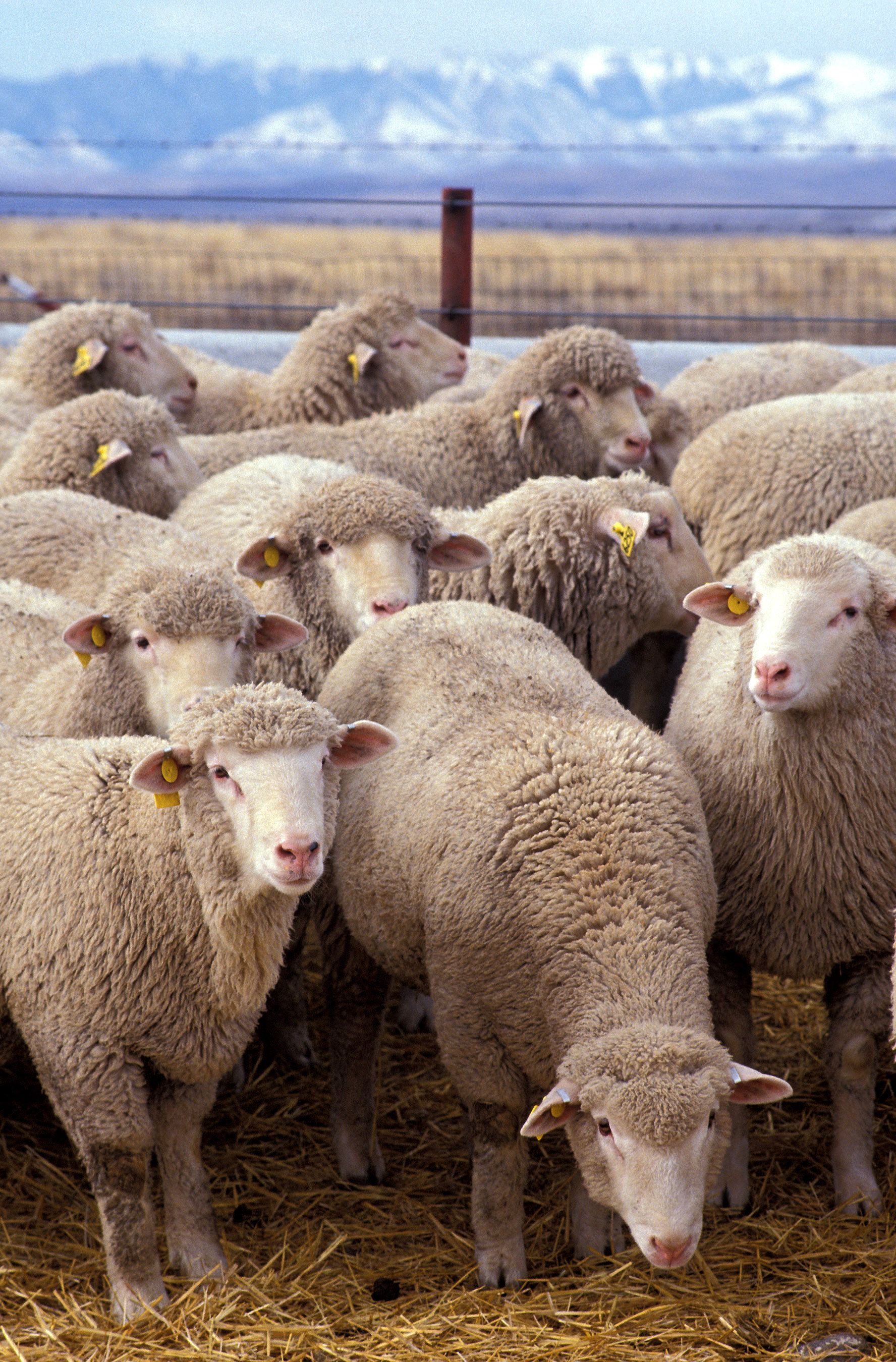 Sheep on Breed Ledger