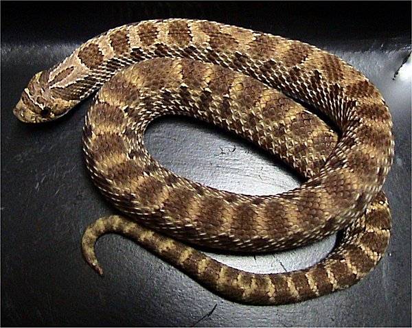 Western Hognose Snake on Breed Ledger